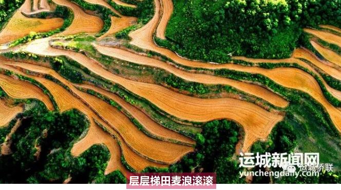 我的运城｜层层梯田麦浪滚滚
