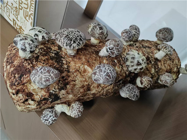 随州“两香一油”：山海之间的中国味道